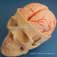 ISO Skull Model with 8 Parts of cerebral artery, Skull Anatomy model